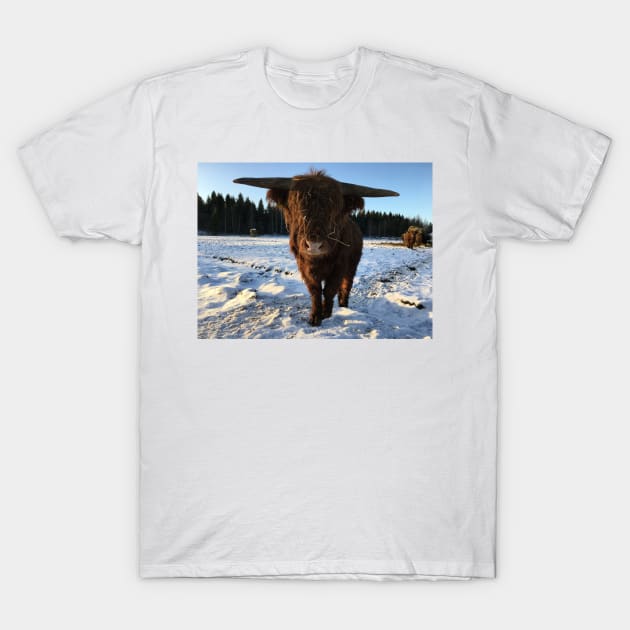 Scottish Highland Cattle Bull 2256 T-Shirt by SaarelaHighland